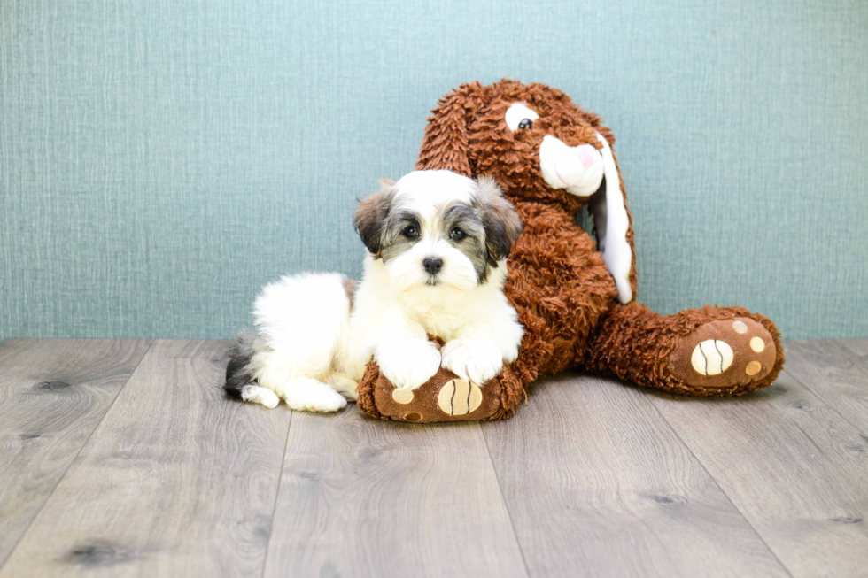 Havanese Pup Being Cute