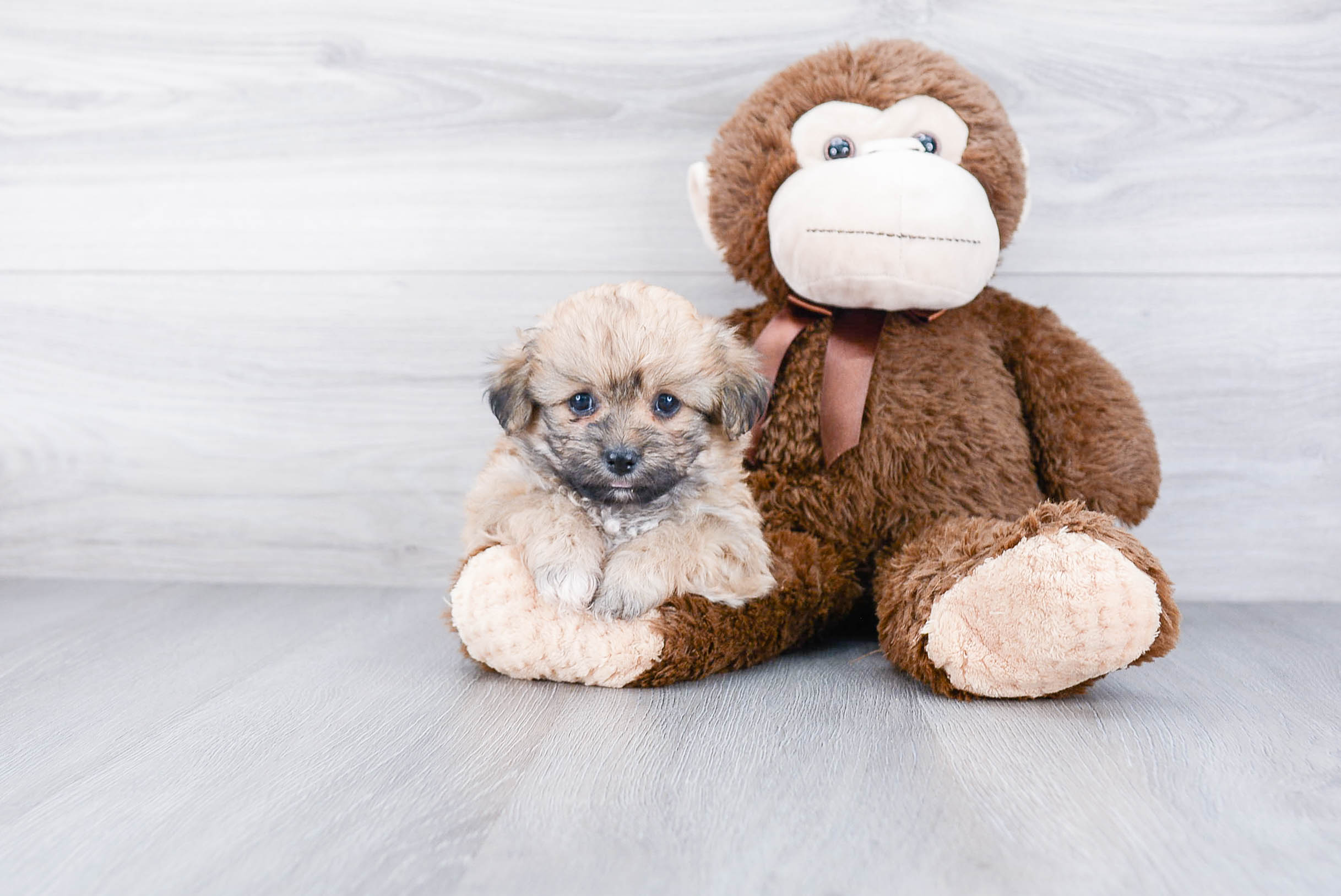 Teddy Bear Puppy for Adoption