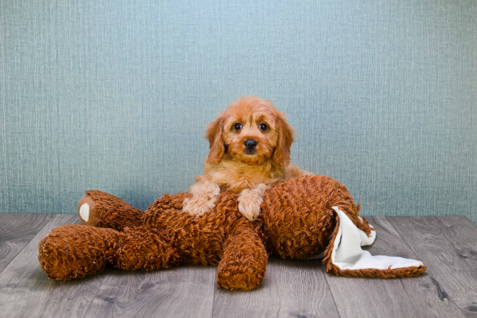 Sweet Cavapoo Baby