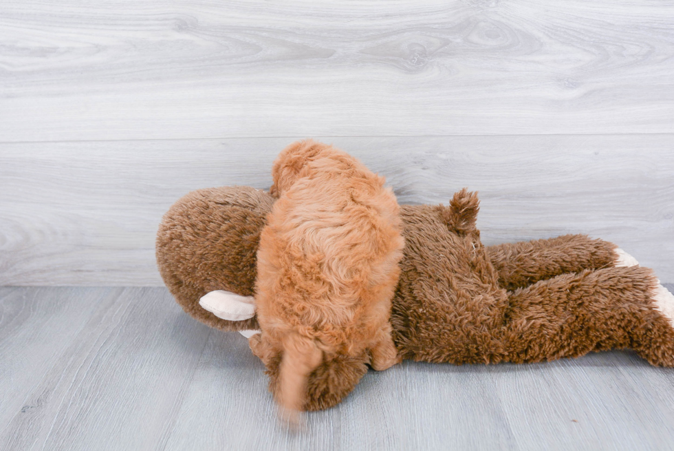 Mini Goldendoodle Pup Being Cute