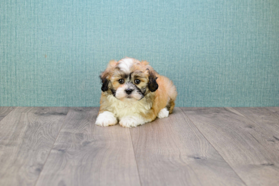 Best Teddy Bear Baby