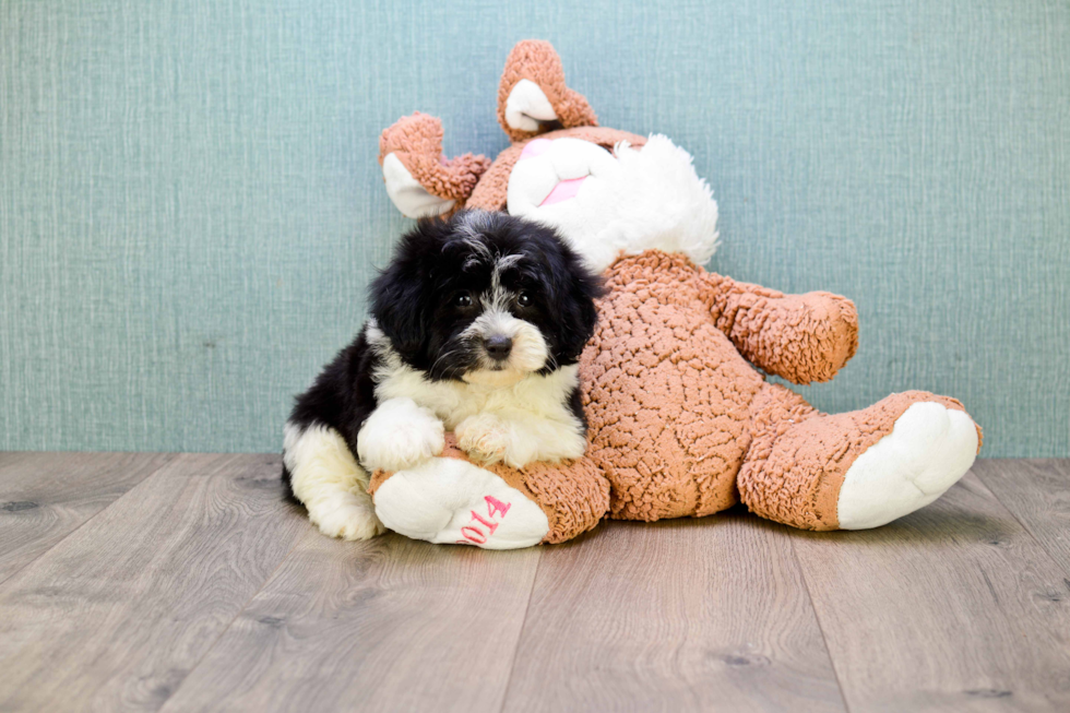 Havanese Puppy for Adoption