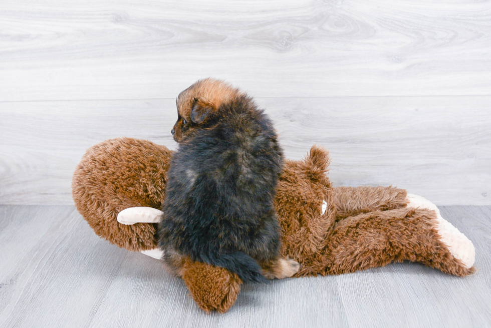 Little Pomeranian Purebred Pup