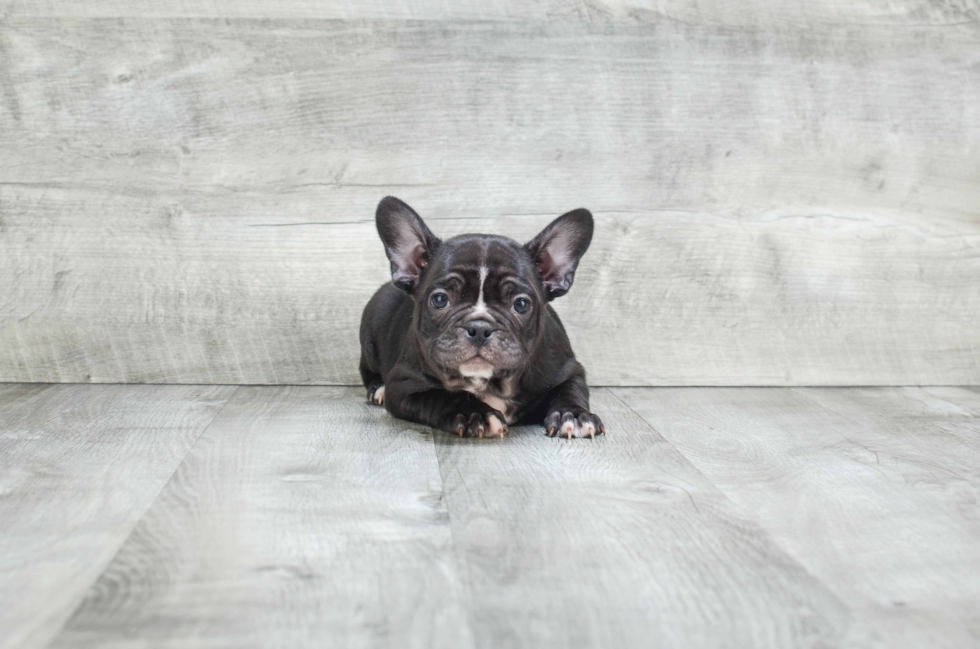 French Bulldog Puppy for Adoption