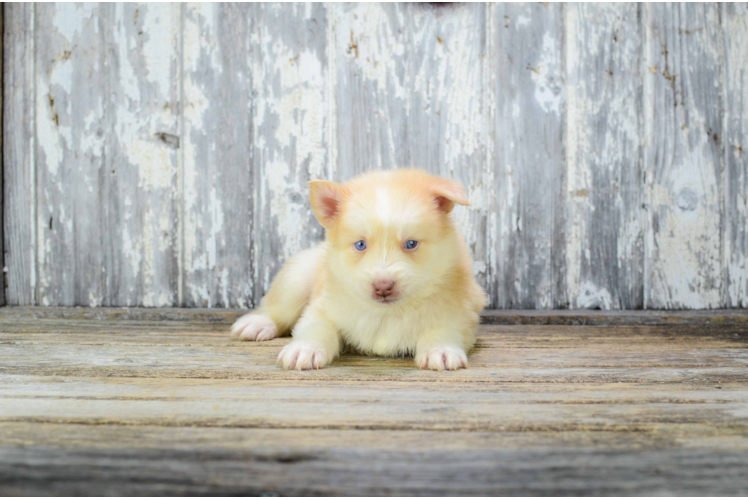 Little Mini Husky Designer Puppy