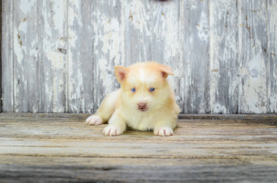 Little Mini Husky Designer Puppy