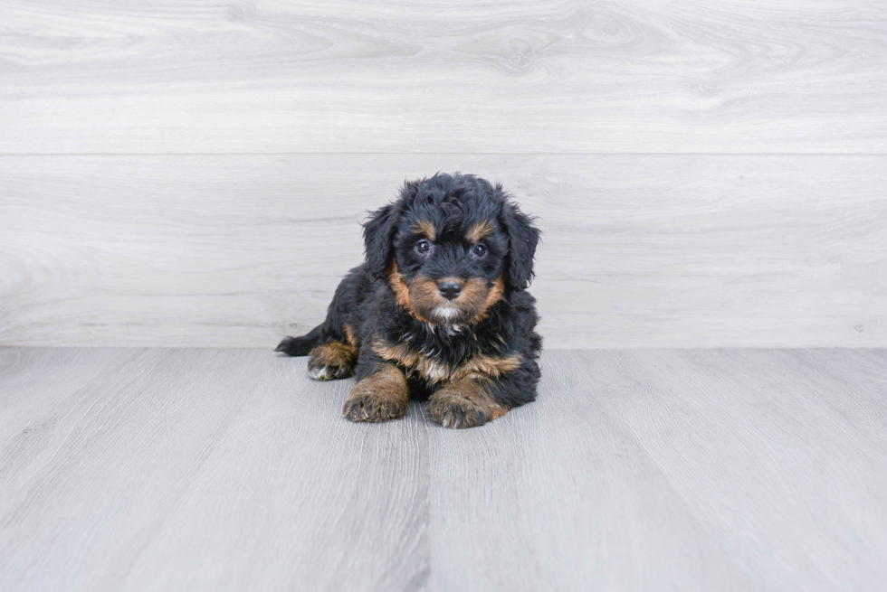 Adorable Bernadoodle Poodle Mix Puppy
