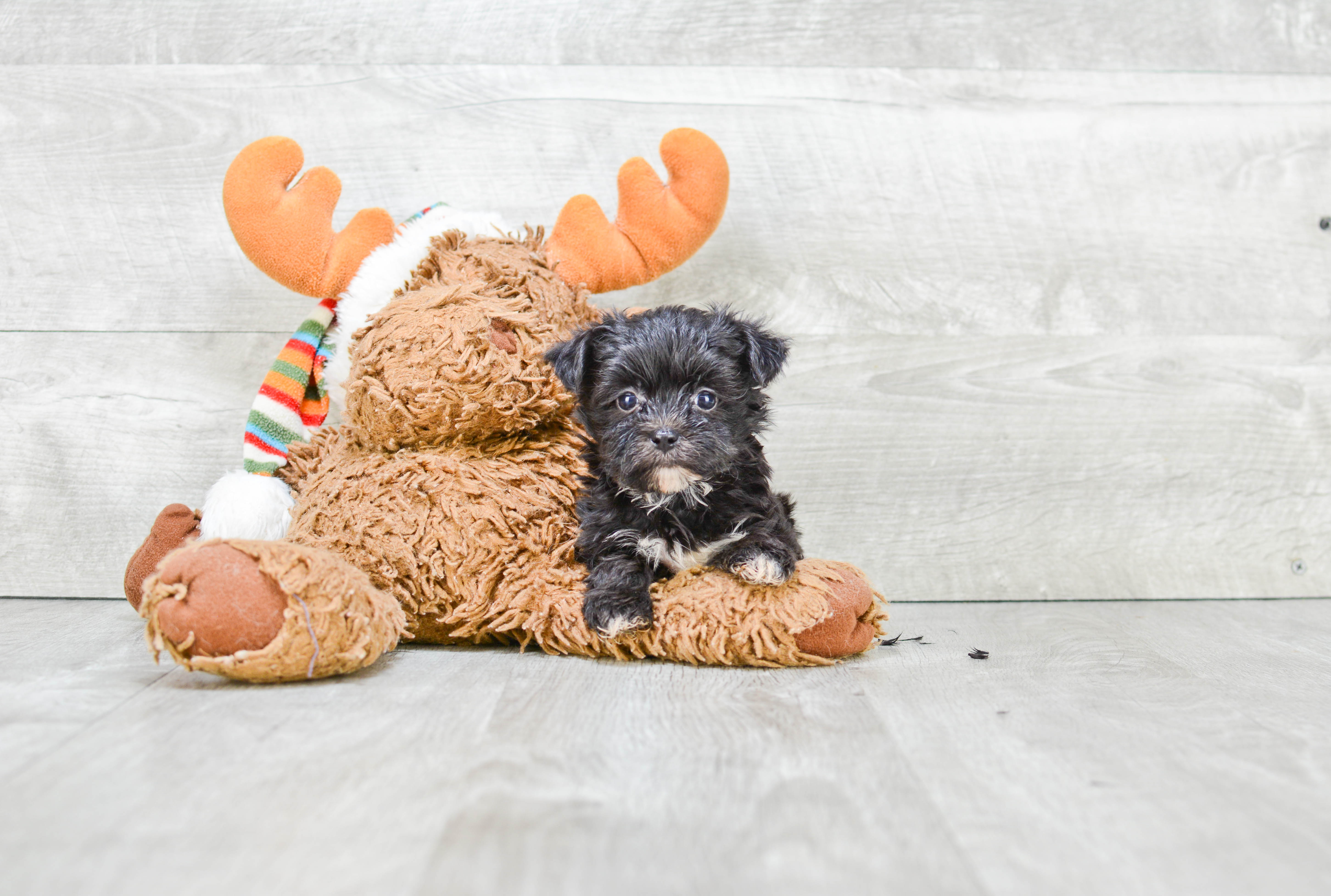Best Morkie Baby