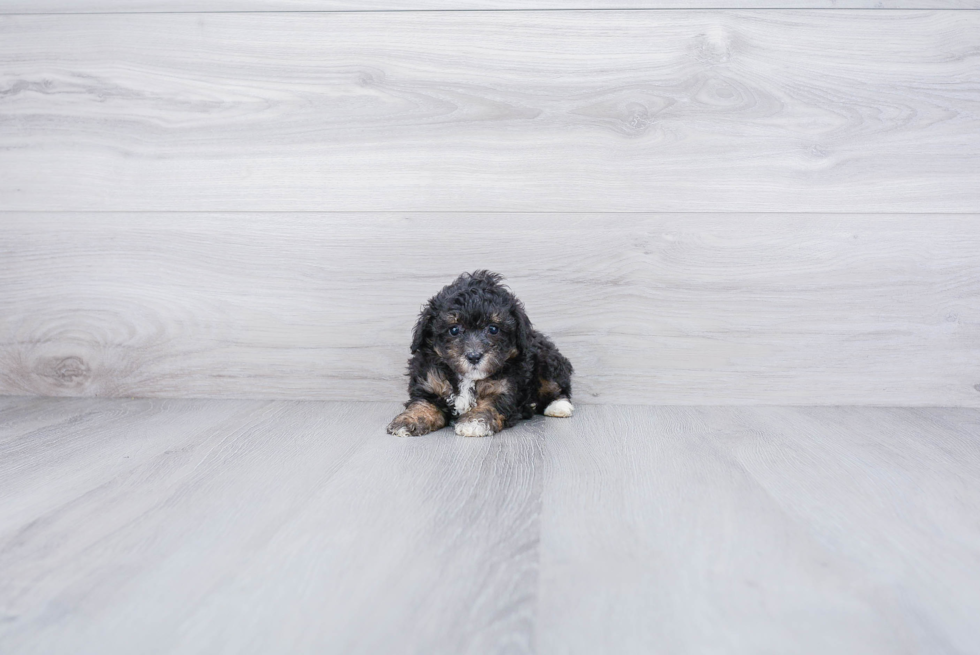 Adorable Pudle Purebred Puppy