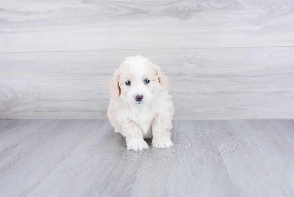 Fluffy Mini Bernedoodle Poodle Mix Pup