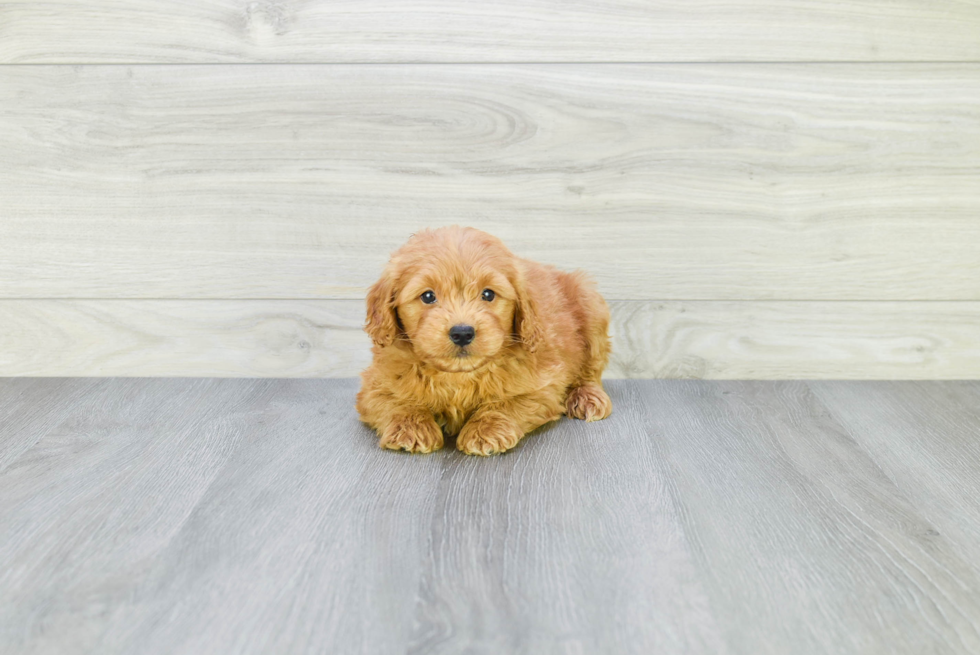 Hypoallergenic Golden Retriever Poodle Mix Puppy