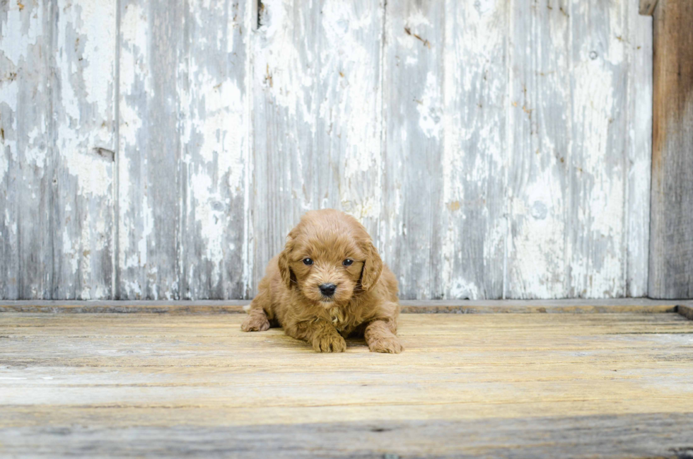 Adorable Golden Retriever Poodle Mix Puppy