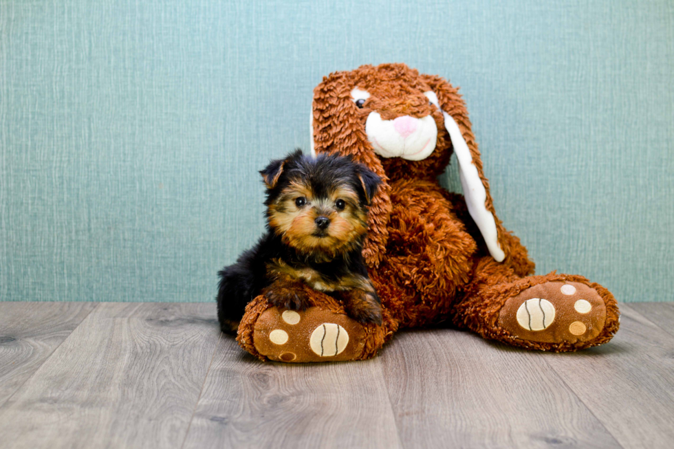 Meet Tj - our Yorkshire Terrier Puppy Photo 
