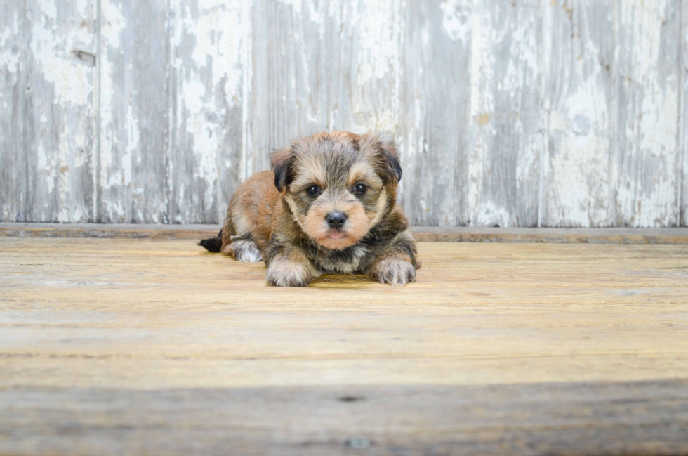 Morkie Pup Being Cute