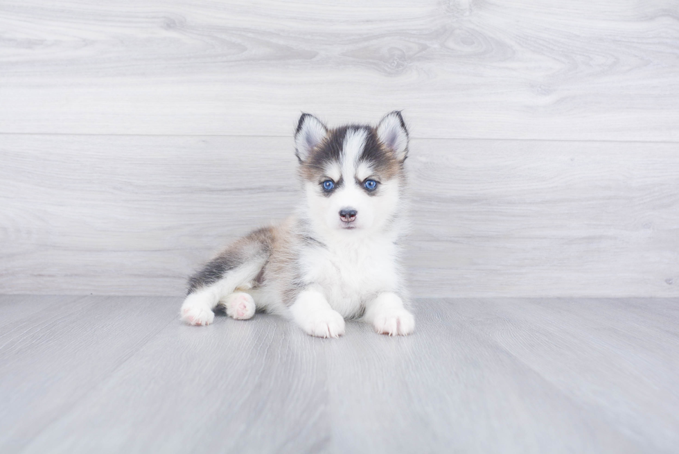Playful Mini Husky Designer Puppy