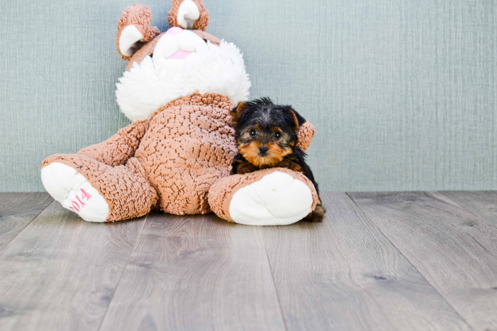 Meet Timmy - our Yorkshire Terrier Puppy Photo 