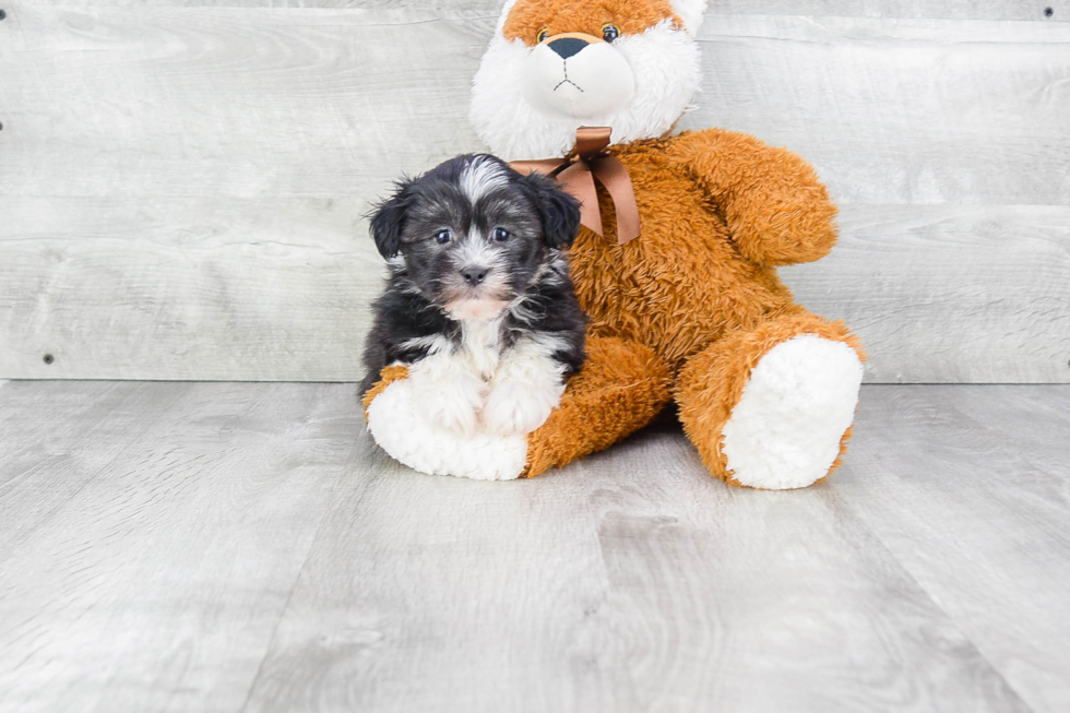 Havanese Pup Being Cute