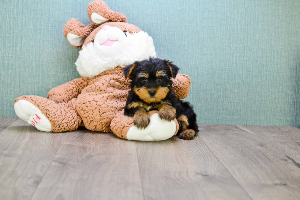 Meet Zoro - our Yorkshire Terrier Puppy Photo 