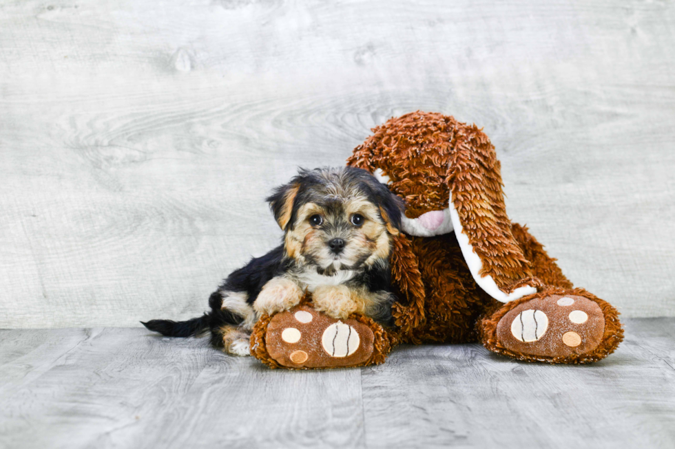 Morkie Pup Being Cute