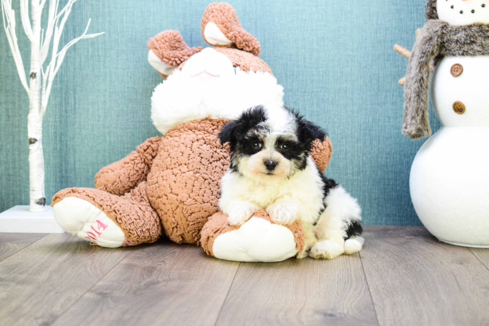 Playful Yorkie Designer Puppy