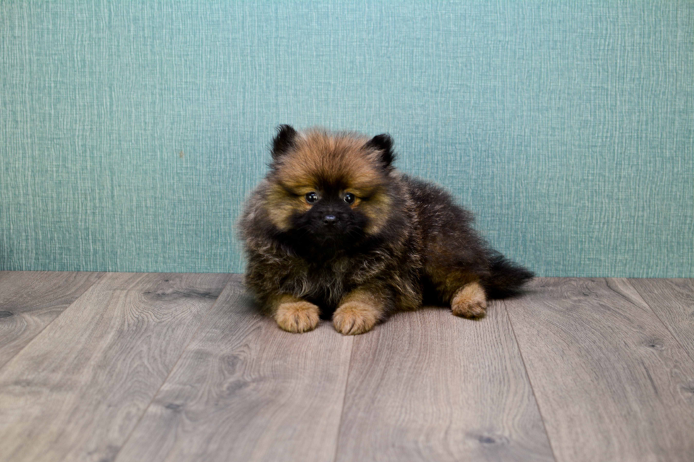 Best Pomeranian Baby