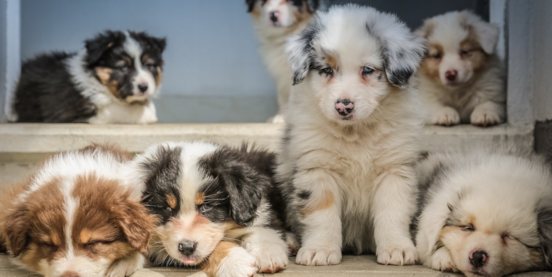 7 Ways to Identify a Responsible Breeder 