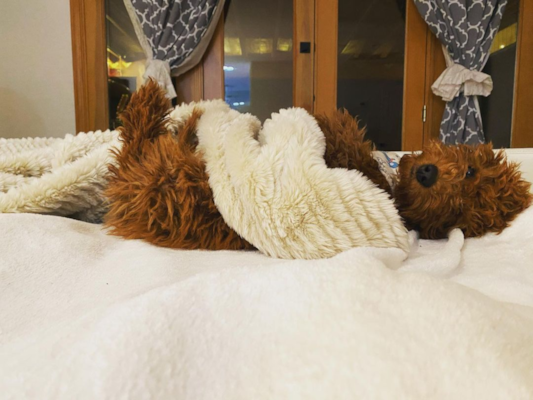 Best Brown Mini Goldendoodle Guide – Coat, Size & Pictures 