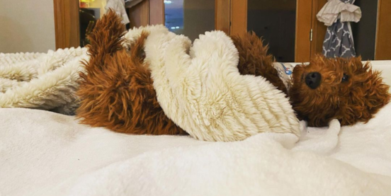 Meet the Popular Brown Mini Goldendoodle