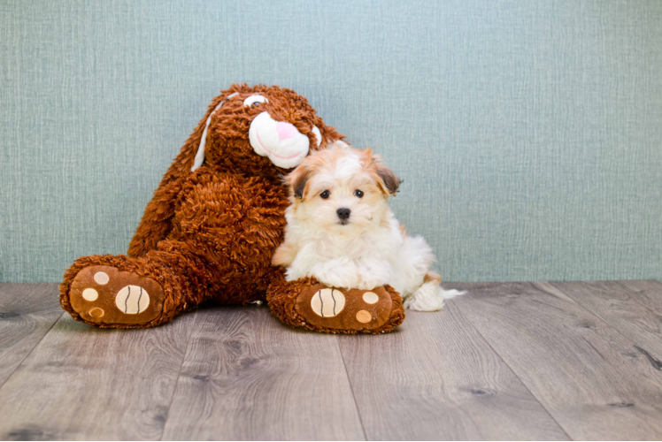 Playful Maltipom Designer Puppy