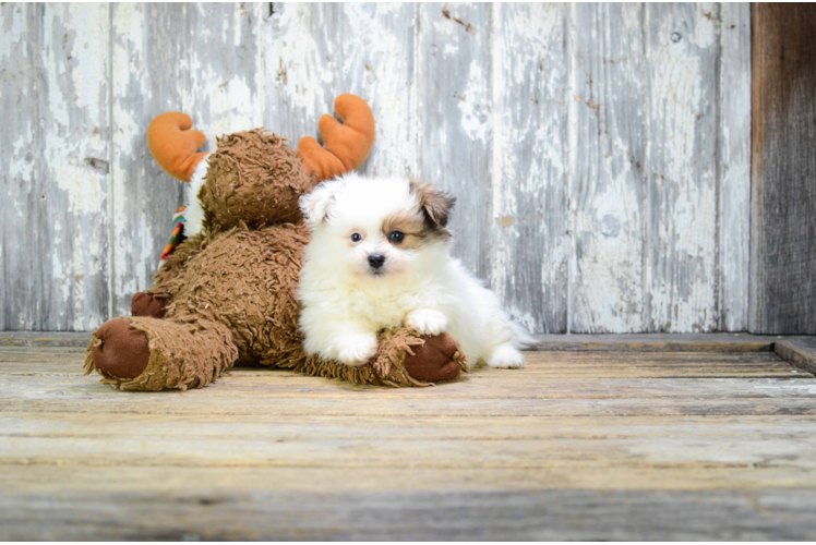 Smart Maltipom Designer Pup