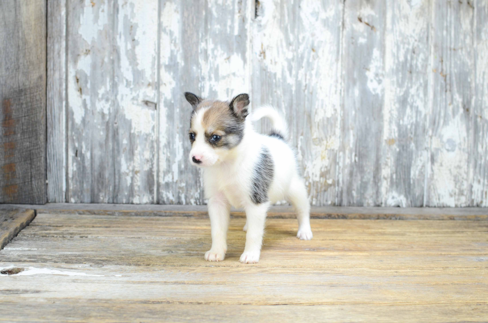 Sweet Pomsky Baby