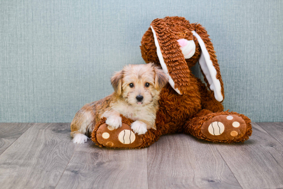 Sweet Morkie Baby