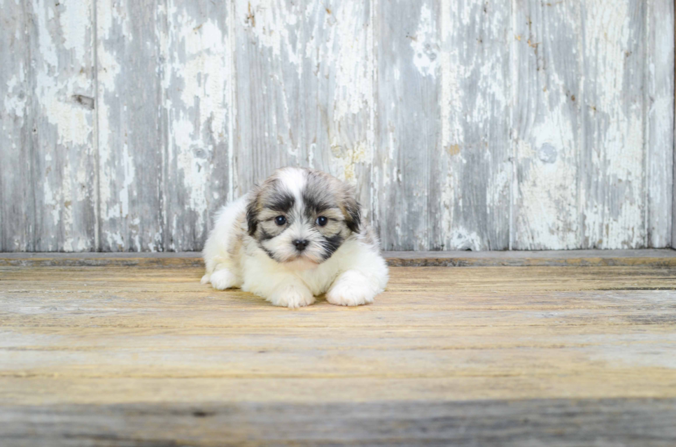 Best Teddy Bear Baby