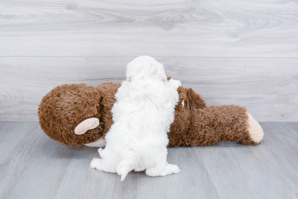 Best Teddy Bear Baby