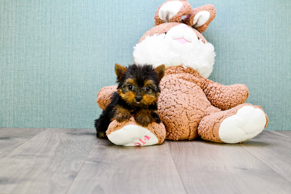 Meet Giselle - our Yorkshire Terrier Puppy Photo 