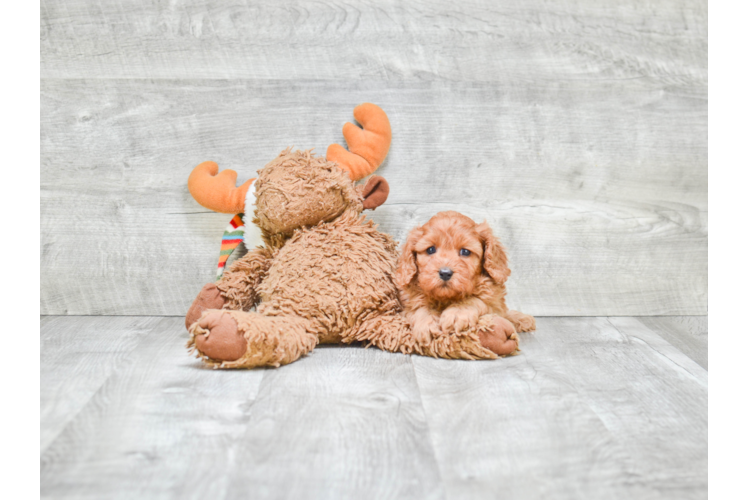 Popular Cavapoo Poodle Mix Pup