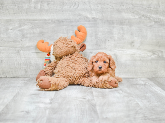 Popular Cavapoo Poodle Mix Pup