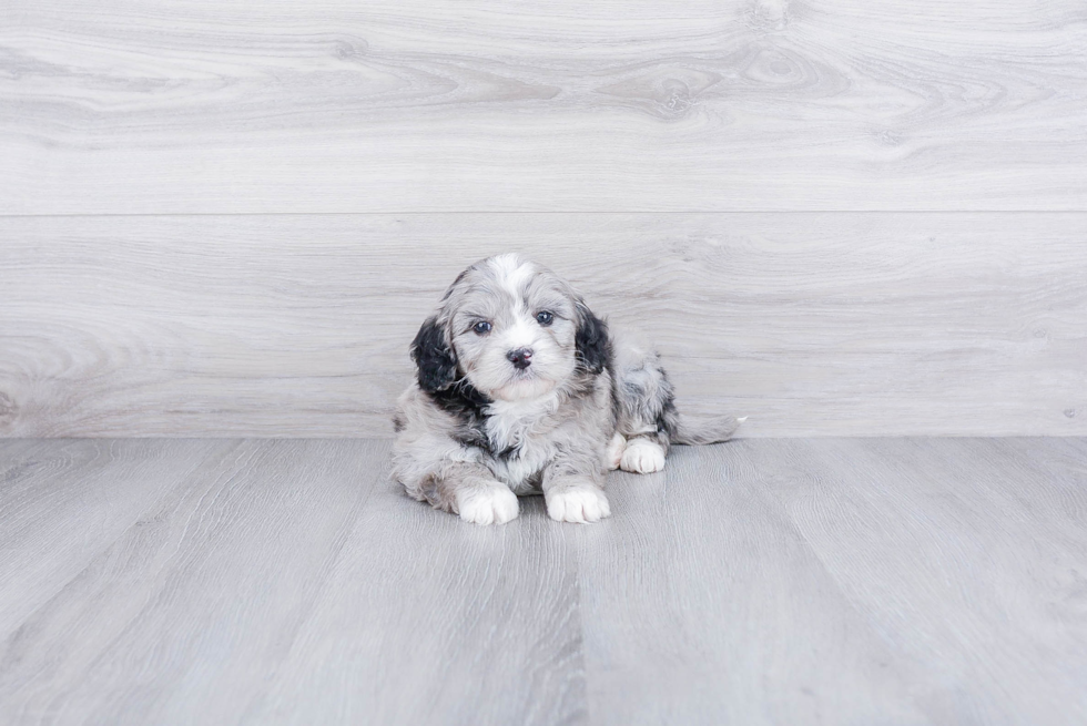 Popular Mini Bernedoodle Poodle Mix Pup