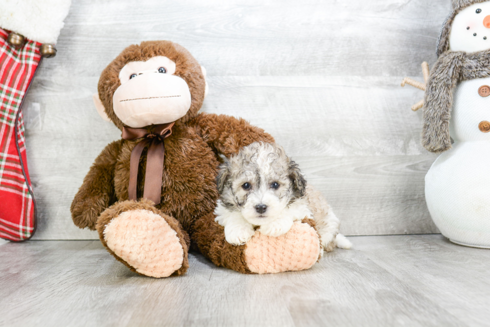Best Havanese Baby