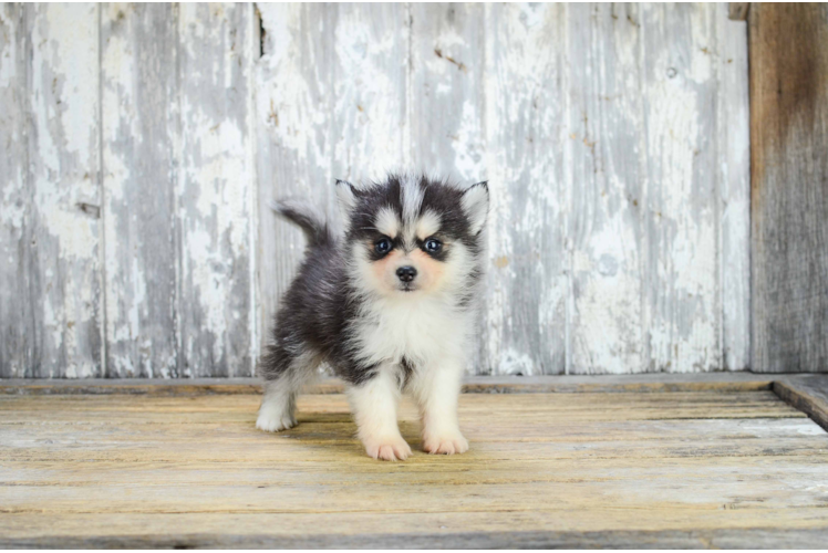 Funny Pomsky Designer Pup
