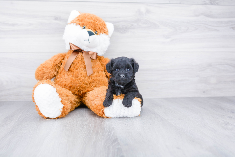 Playful Yorkie Designer Puppy