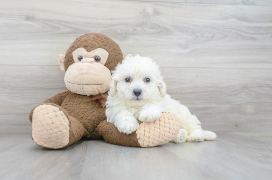 Bichon Frise Puppy for Adoption