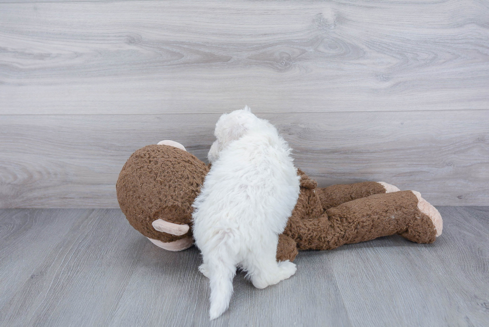 Little Bichon Frise Baby