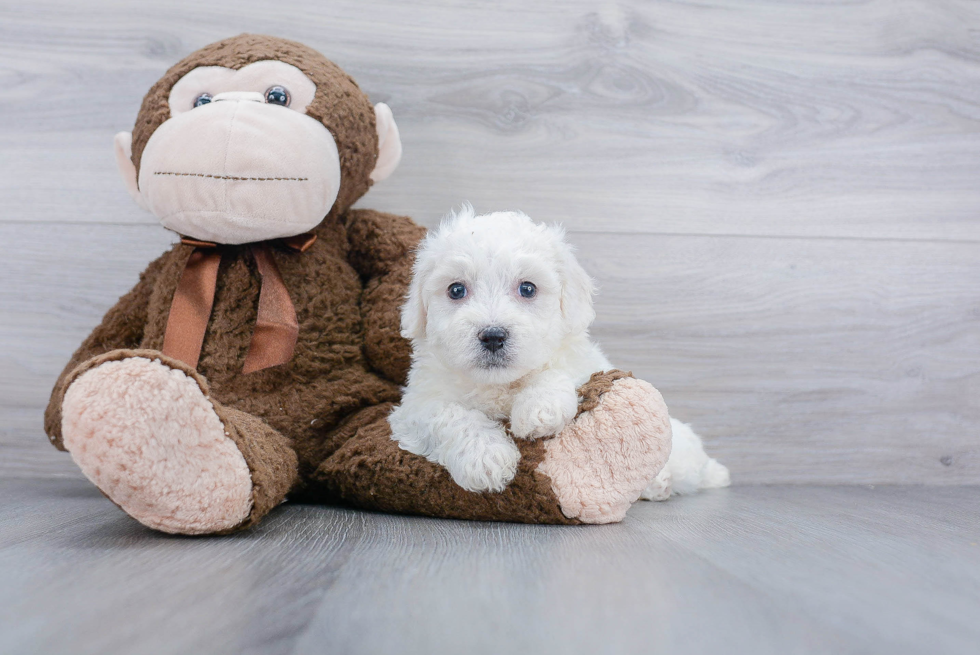 Friendly Bichon Frise Purebred Pup