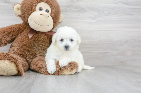 Best Bichon Frise Baby