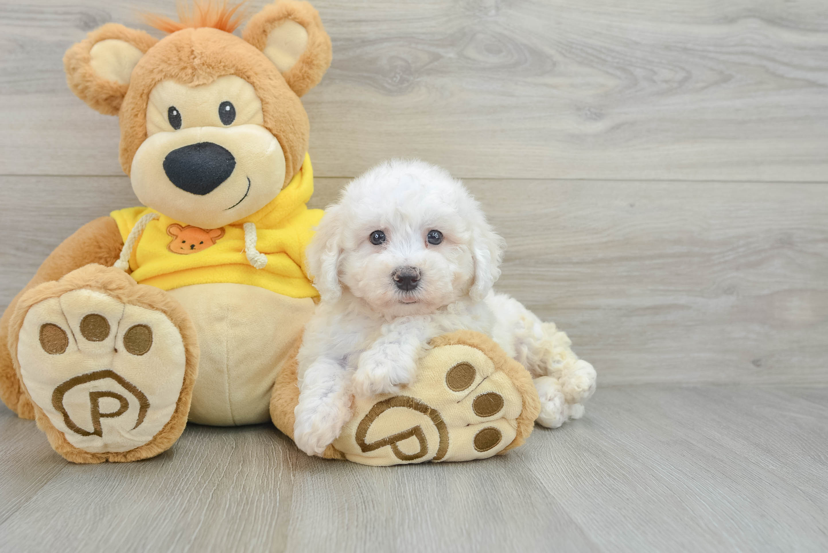 Funny Bichon Frise Baby