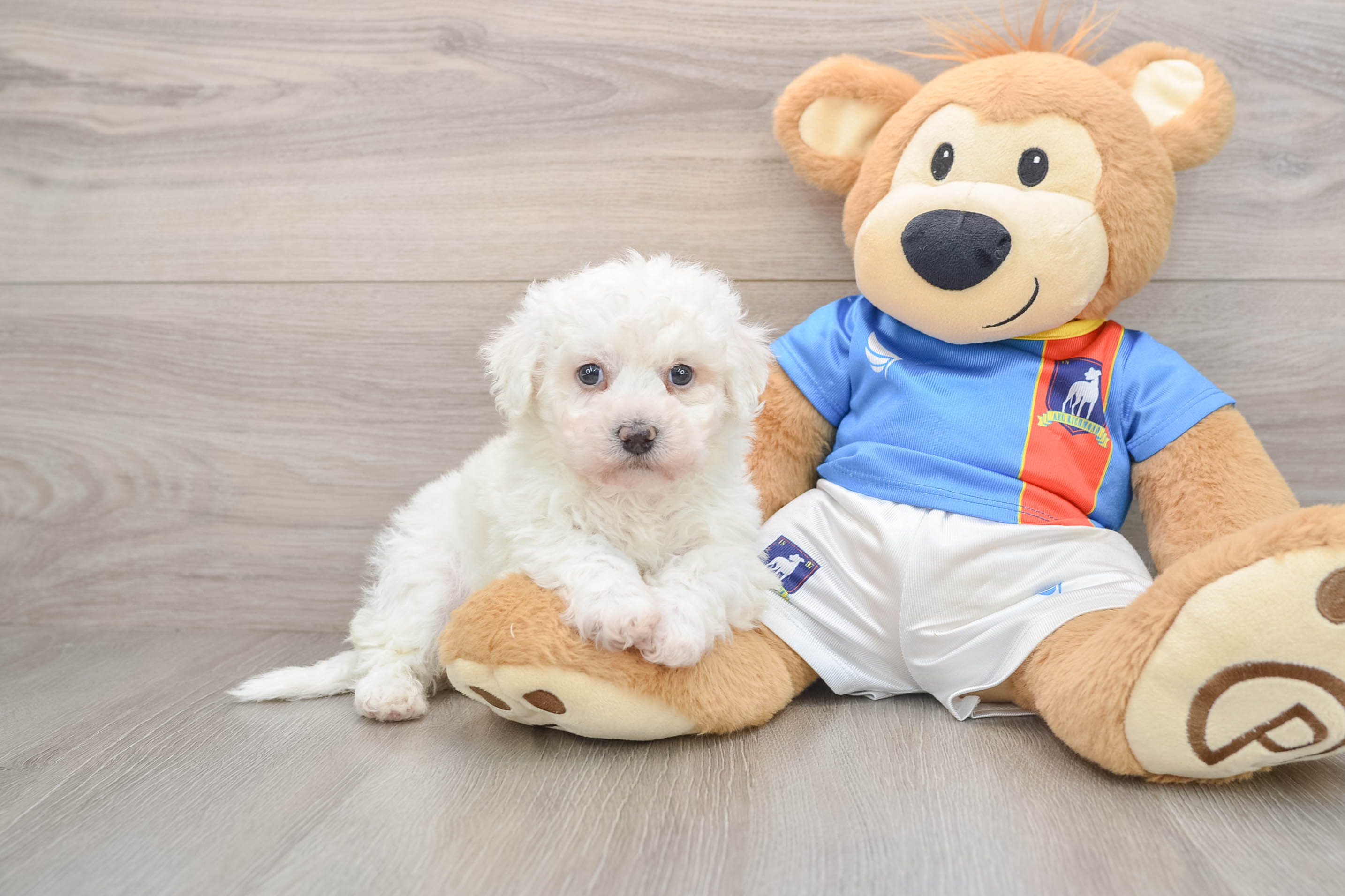 Bichon Frise Pup Being Cute