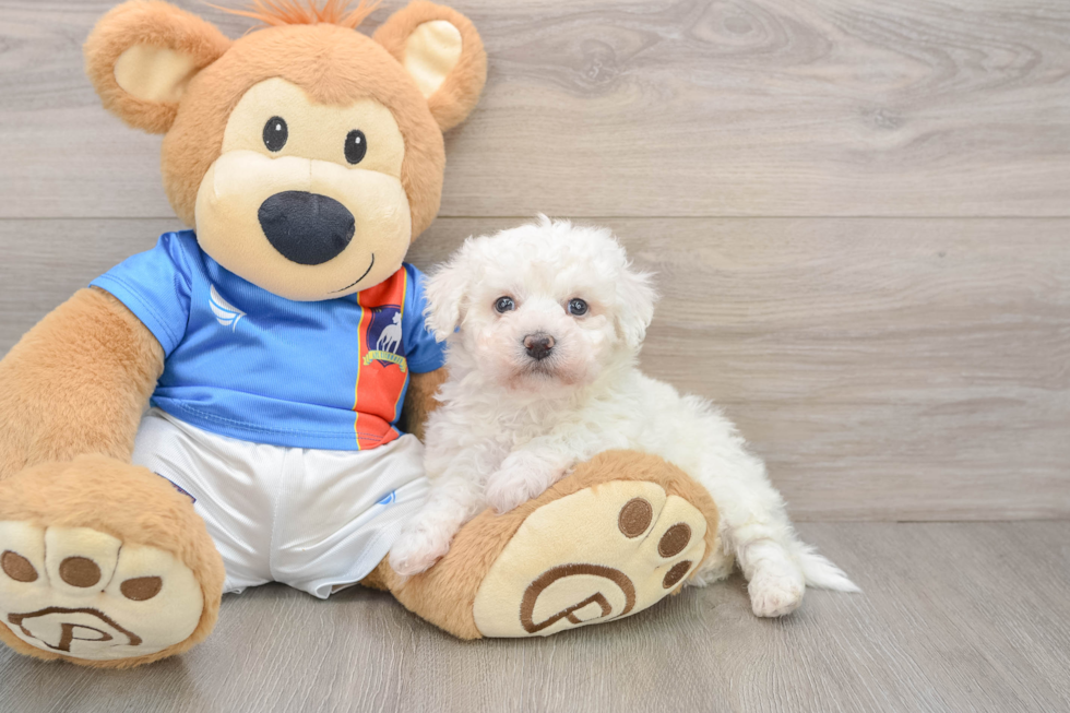 Funny Bichon Frise Baby