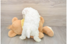 Best Bichon Frise Baby
