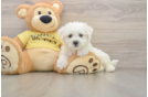 Popular Bichon Frise Purebred Pup